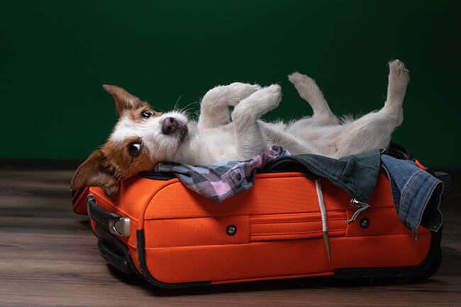 dog laying on a suitcase